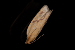 Clepsis pallidana