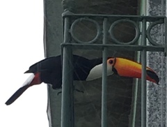 Ramphastos toco