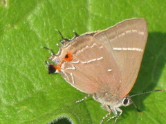 Parrhasius moctezuma