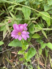 Sabatia capitata