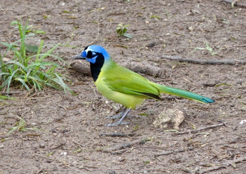 Green Jay
