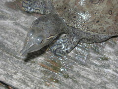 Apalone spinifera spinifera