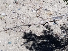 Aspidoscelis tigris tigris