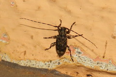 Astyleiopus variegatus