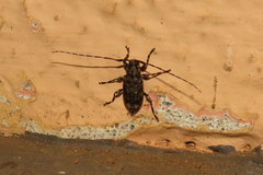 Astyleiopus variegatus