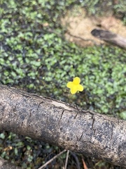 Utricularia subulata