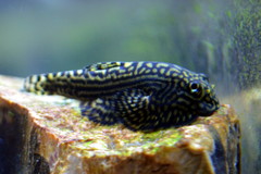 Reticulated Hillstream Loach photo 3