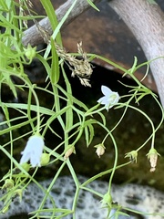 Campanula aparinoides