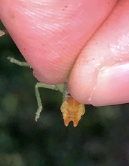 Orchelimum gladiator