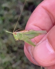 Orchelimum gladiator