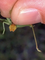 Orchelimum gladiator