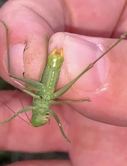 Orchelimum gladiator