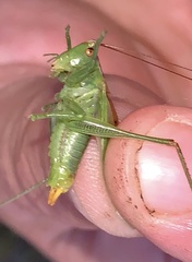 Orchelimum gladiator