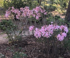 Amaryllis belladonna