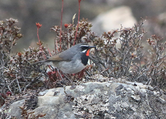 Calliope tschebaiewi