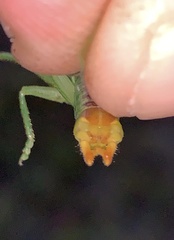 Orchelimum gladiator