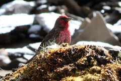 Carpodacus puniceus