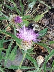 Bombus impatiens