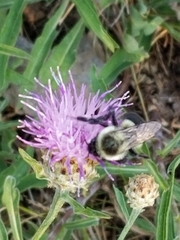 Bombus impatiens