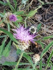 Bombus impatiens