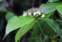 Hydrangea aspera