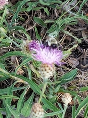Bombus impatiens