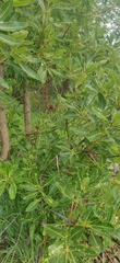 Madhuca longifolia