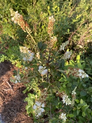 Clethra tomentosa
