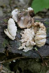 Hypomyces tremellicola