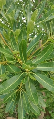 Madhuca longifolia