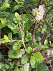 Clethra tomentosa