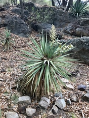 Yucca madrensis