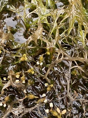 Podostemum ceratophyllum