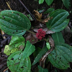 Miconia platyphylla