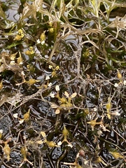 Podostemum ceratophyllum