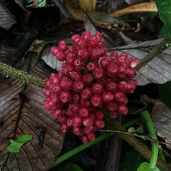 Miconia platyphylla
