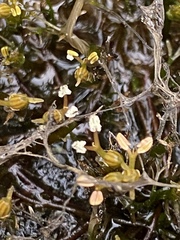 Podostemum ceratophyllum