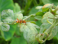Chlorophorus quinquefasciatus