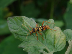 Chlorophorus quinquefasciatus