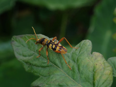Chlorophorus quinquefasciatus