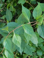 Celastrus orbiculatus