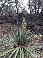 Yucca madrensis