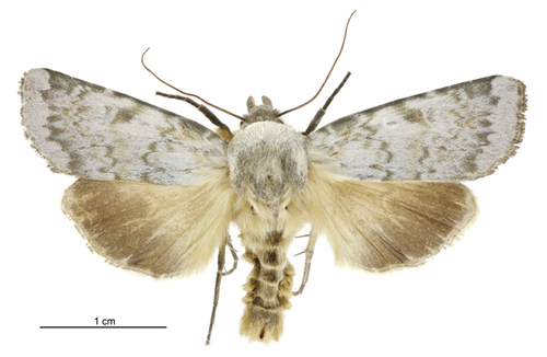 Physetica caerulea Guenée, 1868