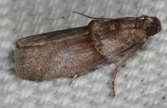 Acrobasis texana