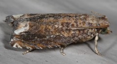 Epiblema abruptana