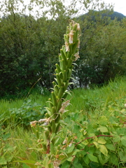 Oenothera rubricaulis