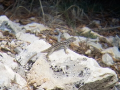 Sceloporus graciosus graciosus