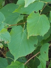Tilia