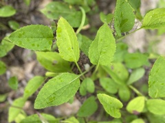 Rudbeckia heliopsidis