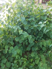Tilia